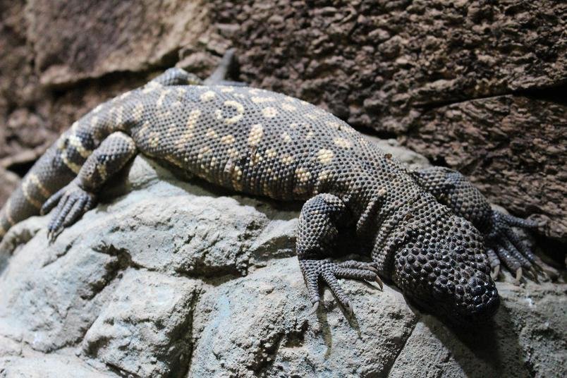 🦎 체감형 동물원 iZoo(이즈) 이미지 3